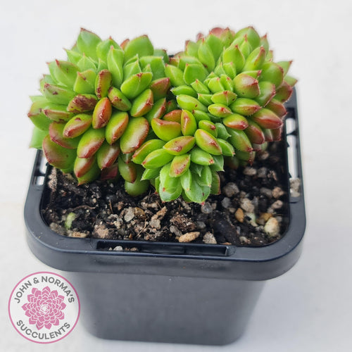 Sedeveria Letizia Crest - John & Norma's Succulents Australia