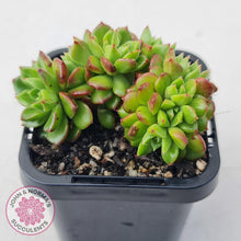 Load image into Gallery viewer, Sedeveria Letizia Crest - John &amp; Norma&#39;s Succulents Australia
