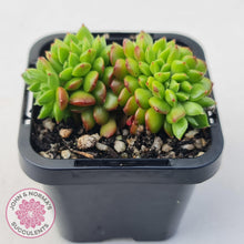 Load image into Gallery viewer, Sedeveria Letizia Crest - John &amp; Norma&#39;s Succulents Australia
