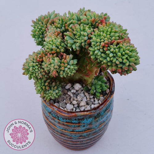 Large Sedum Alice Evans crested plant, with a mass of crested heads, showing vibrant orange red leaf tips. Complimented by beautiful tall aquamarine ceramic pot, with orange copper highlights, complimenting colours of plant.