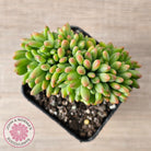 Sedum 'Alice Evans' Crest