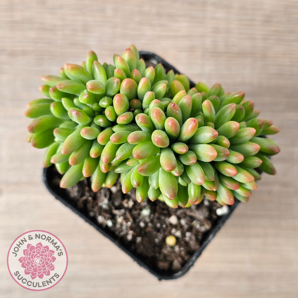 Sedum 'Alice Evans' Crest