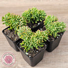 Sedum 'Alice Evans' Crest