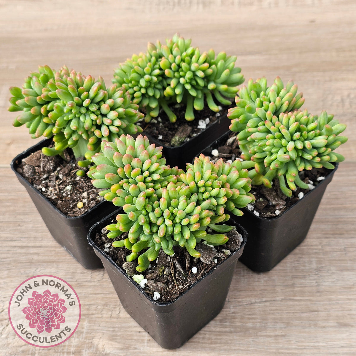 Sedum 'Alice Evans' Crest