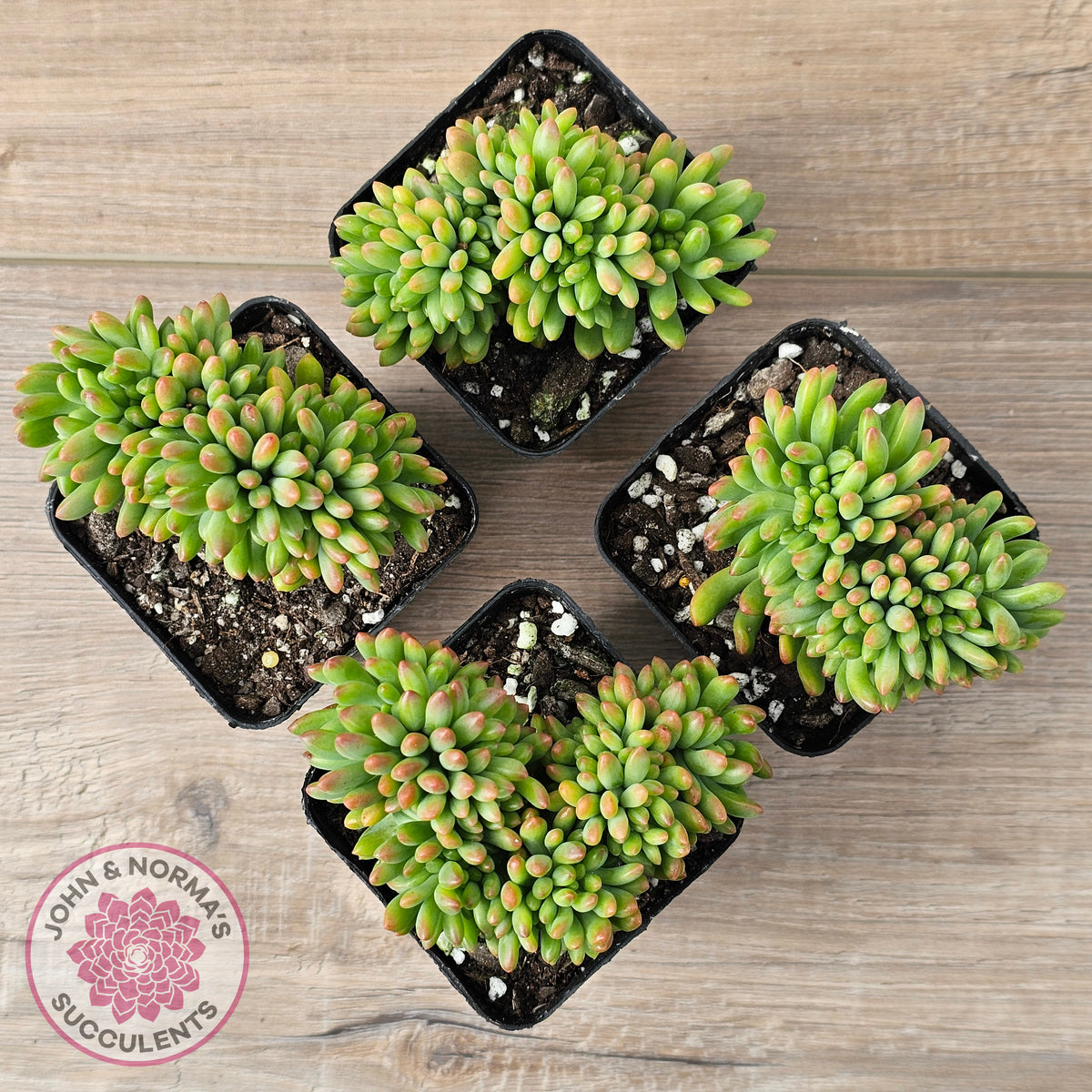 Sedum 'Alice Evans' Crest