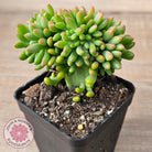 Sedum 'Alice Evans' Crest