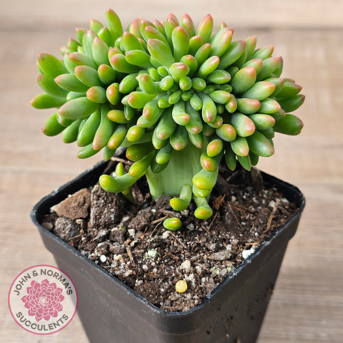 Sedum 'Alice Evans' Crest
