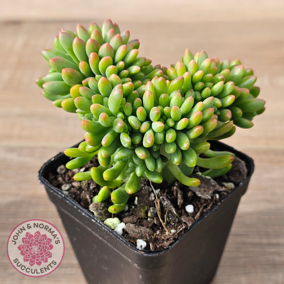 Sedum 'Alice Evans' Crest