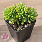 Sedum 'Alice Evans' Crest