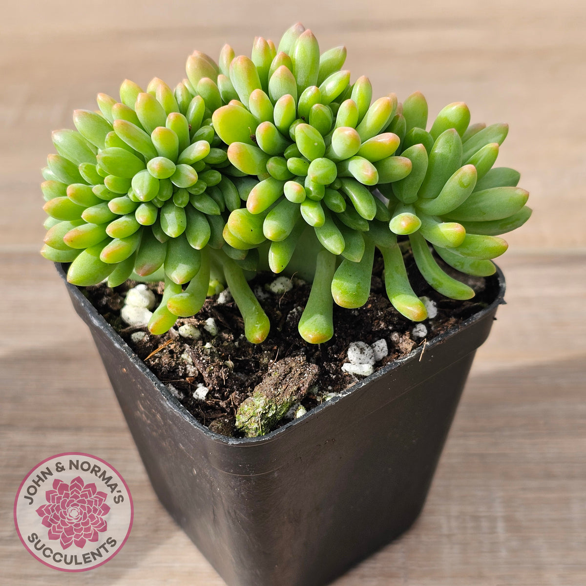 Sedum 'Alice Evans' Crest