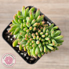 Sedum 'Alice Evans' Crest
