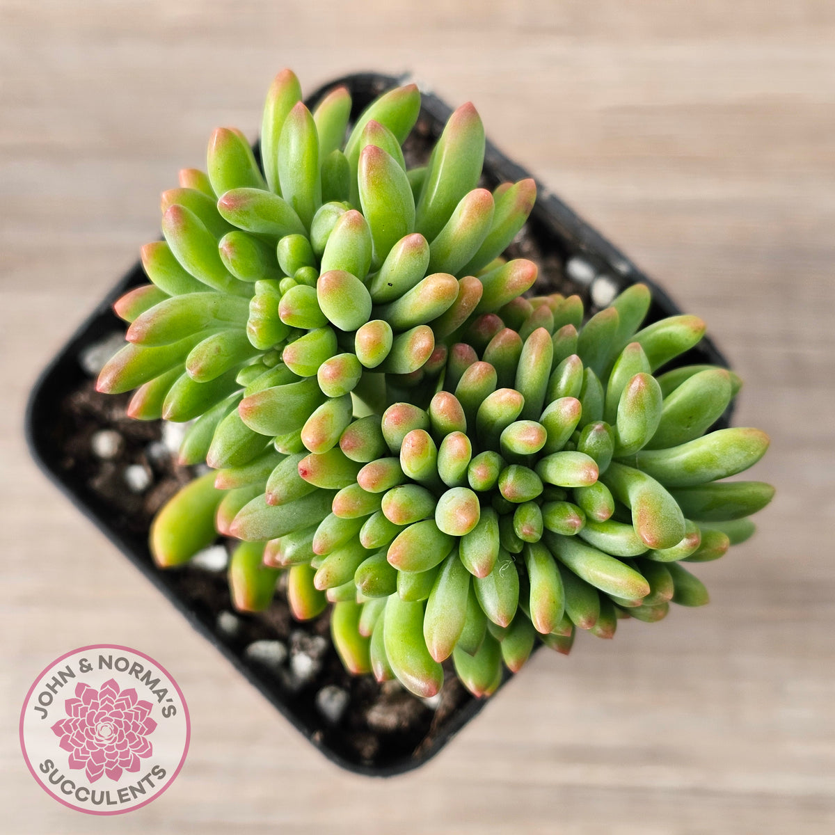 Sedum 'Alice Evans' Crest