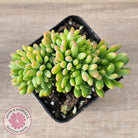 Sedum 'Alice Evans' Crest