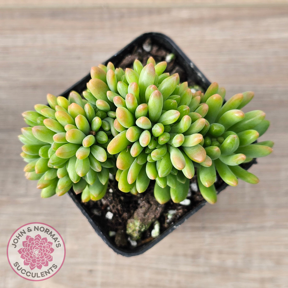 Sedum 'Alice Evans' Crest