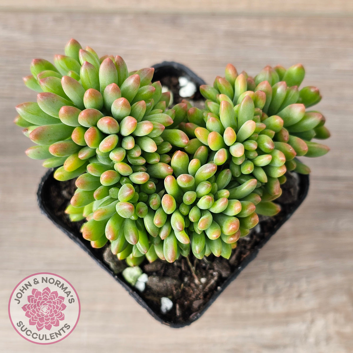 Sedum 'Alice Evans' Crest