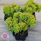 Sedum 'Alice Evans' Crest