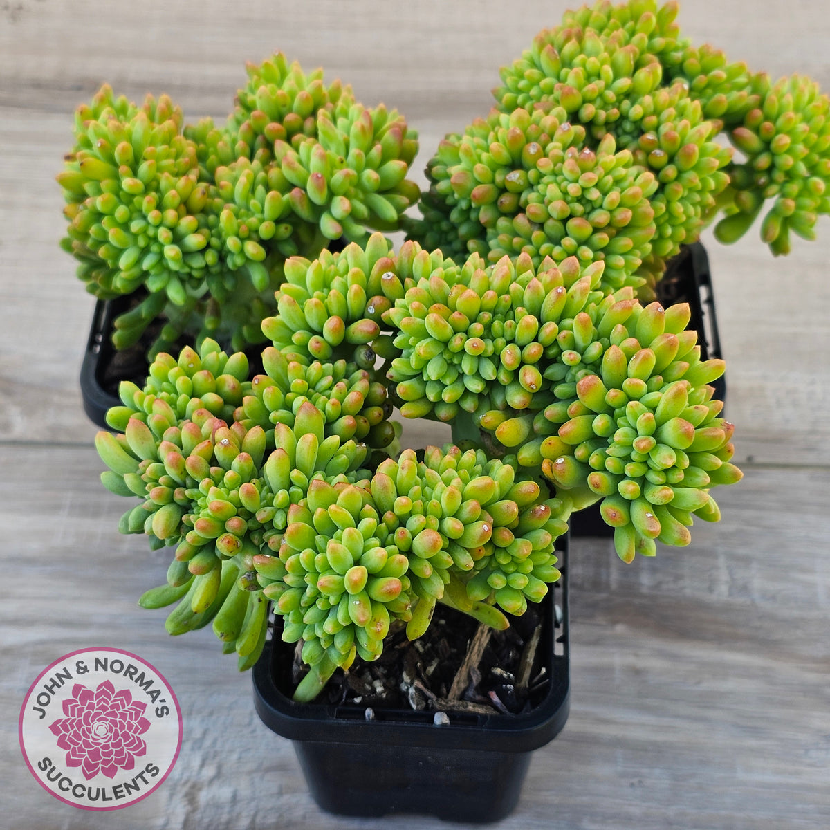 Sedum 'Alice Evans' Crest