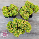 Sedum 'Alice Evans' Crest