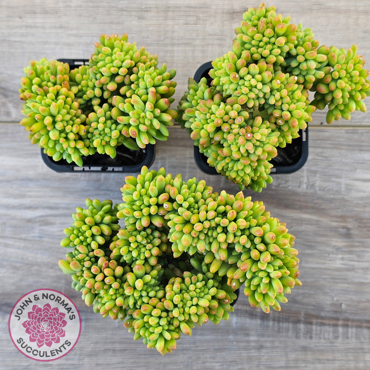 Sedum 'Alice Evans' Crest