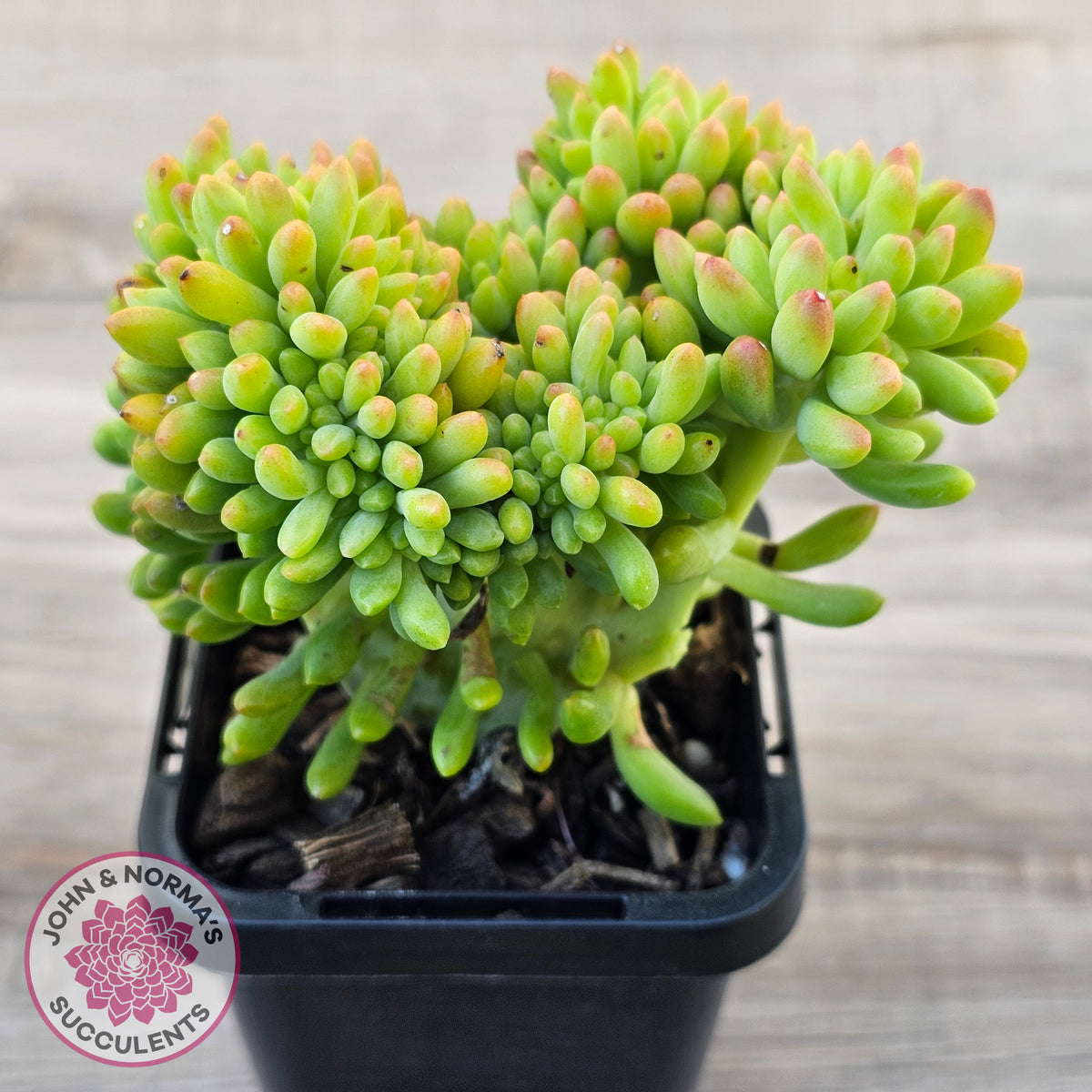 Sedum 'Alice Evans' Crest