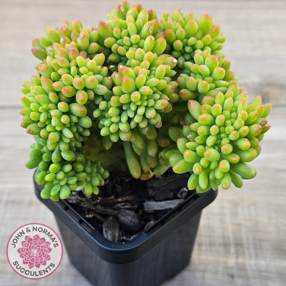 Sedum 'Alice Evans' Crest