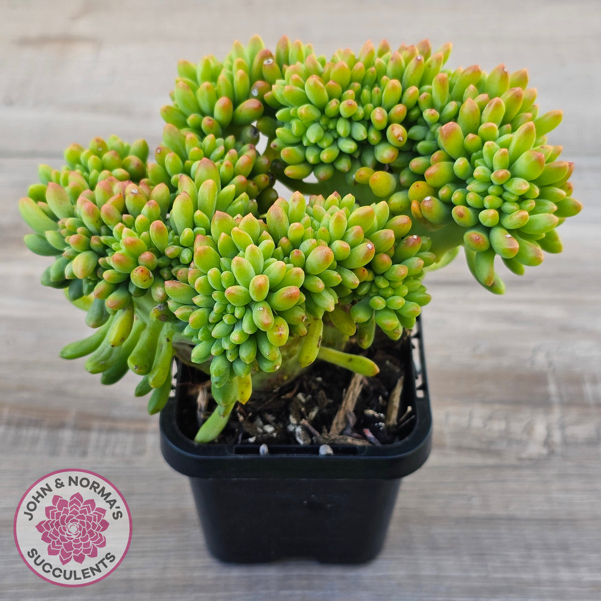 Sedum 'Alice Evans' Crest