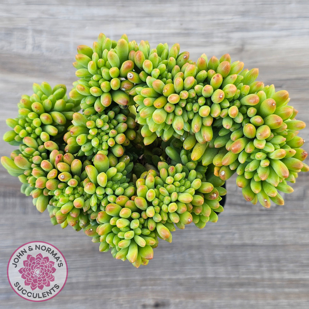 Sedum 'Alice Evans' Crest