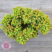 Load image into Gallery viewer, Sedum 'Alice Evans' Crest
