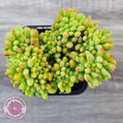 Sedum 'Alice Evans' Crest