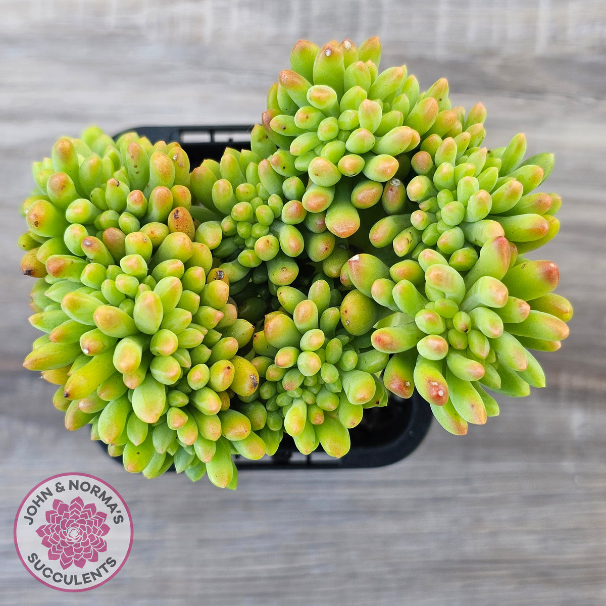 Sedum 'Alice Evans' Crest