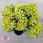 Sedum 'Alice Evans' Crest