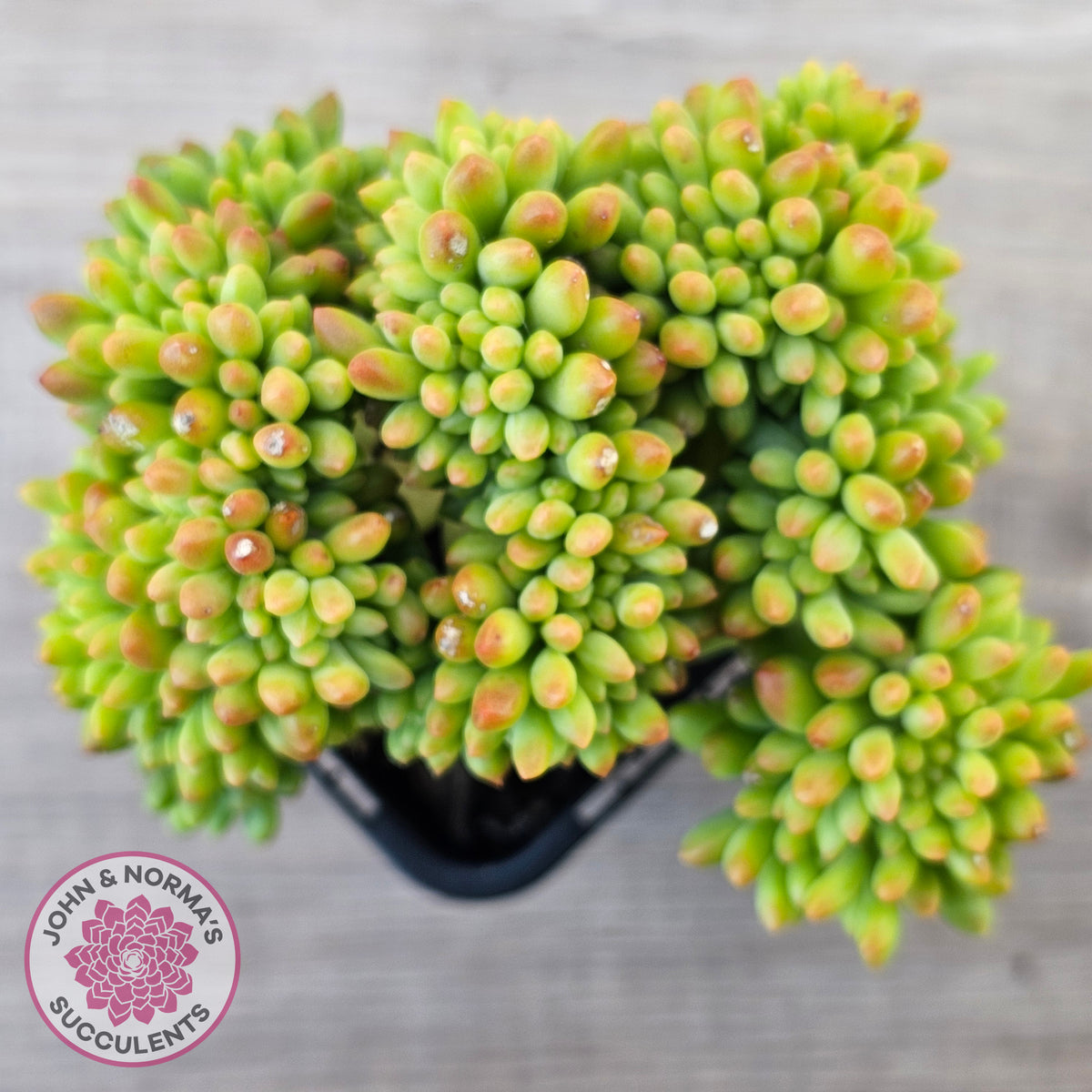Sedum 'Alice Evans' Crest