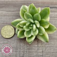 Load image into Gallery viewer, Sedum 'Alice Evans' Variegata - Cutting
