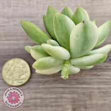 Load image into Gallery viewer, Sedum 'Alice Evans' Variegata - Cutting
