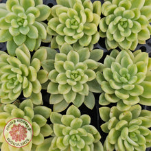 Load image into Gallery viewer, Sedum 'Alice Evans' Variegata - Cutting
