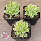 Sedum 'Alice Evans' Variegata