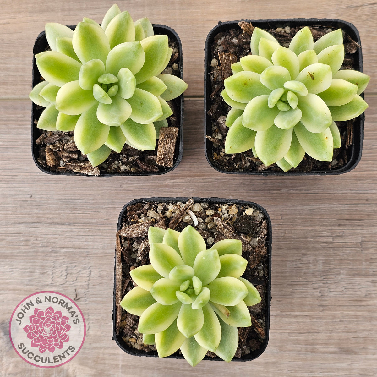 Sedum 'Alice Evans' Variegata