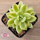 Sedum 'Alice Evans' Variegata