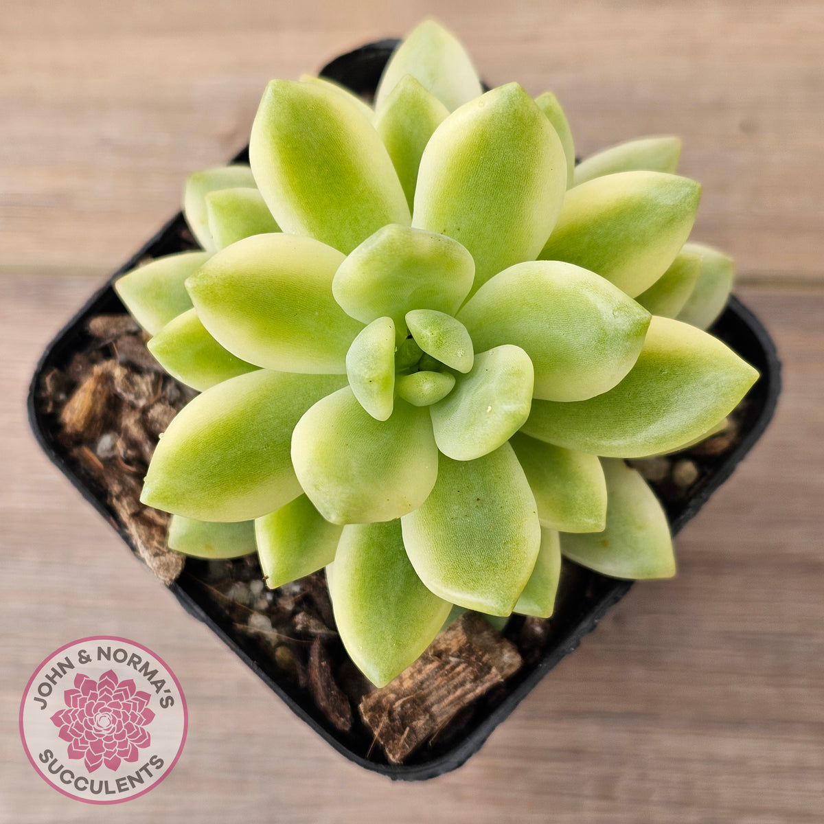 Sedum 'Alice Evans' Variegata
