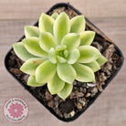 Sedum 'Alice Evans' Variegata