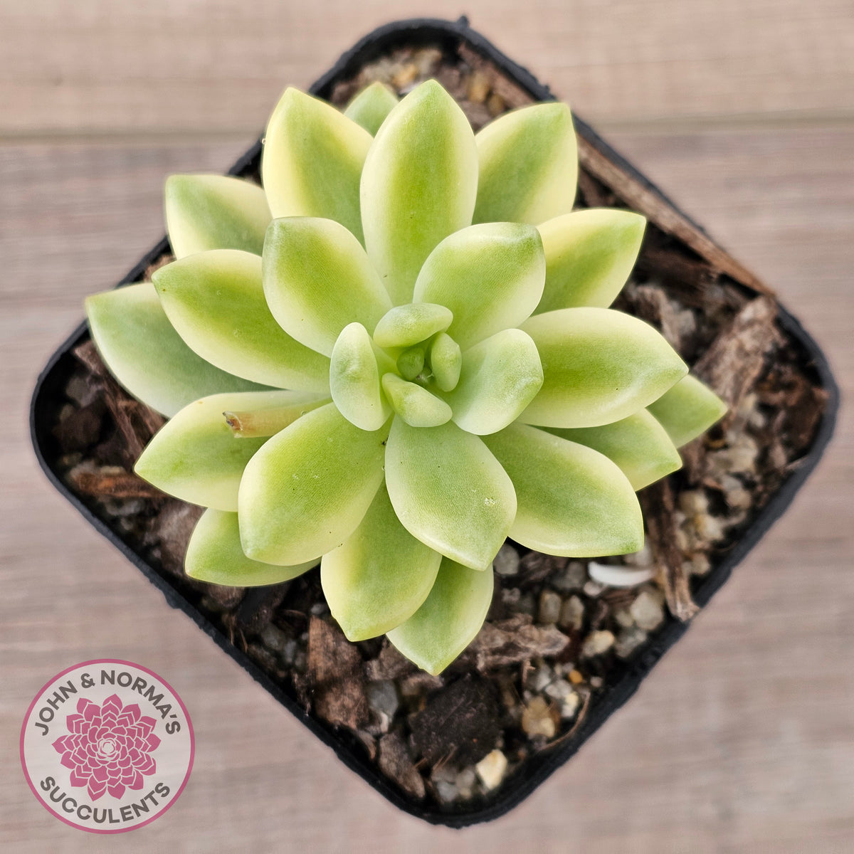Sedum 'Alice Evans' Variegata