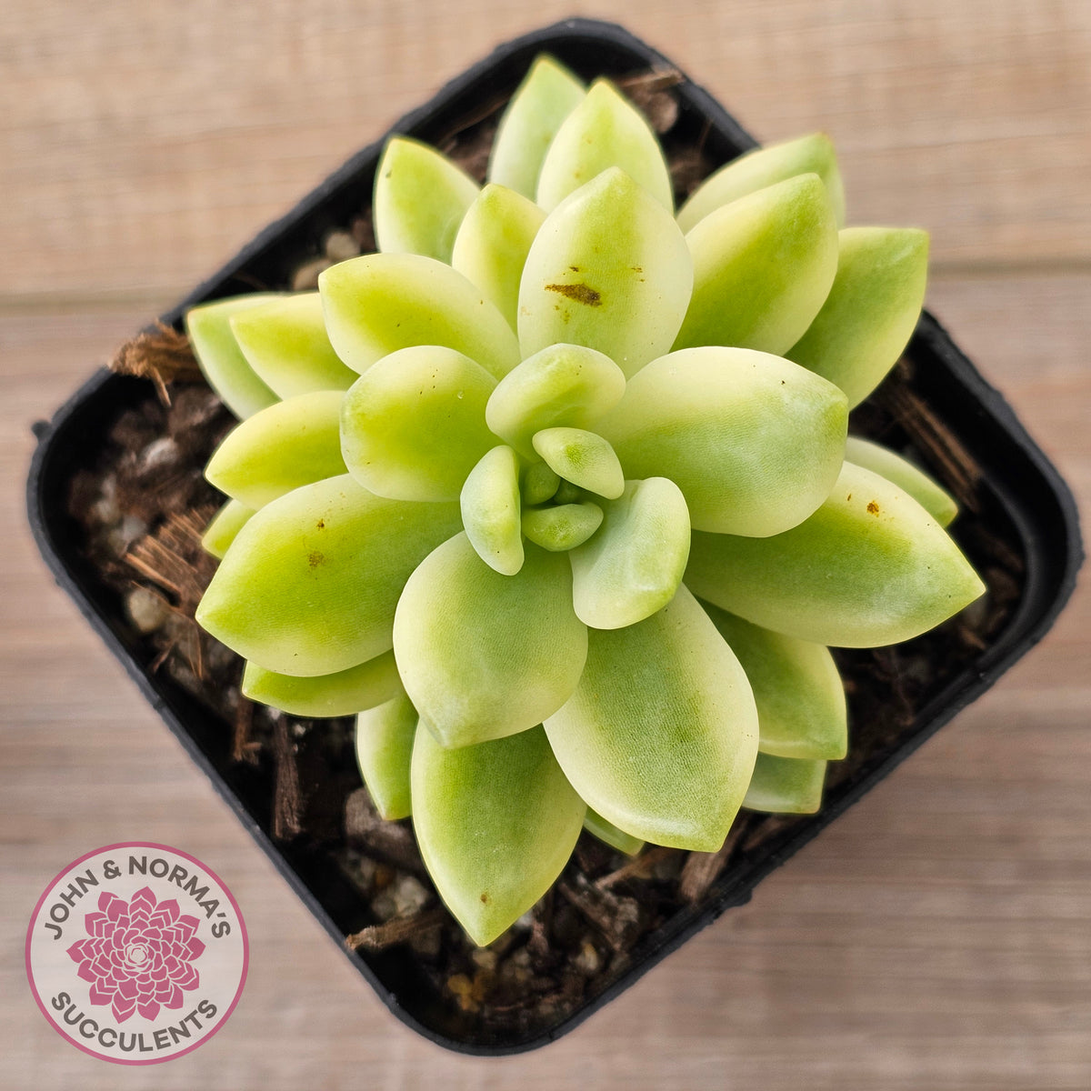 Sedum 'Alice Evans' Variegata