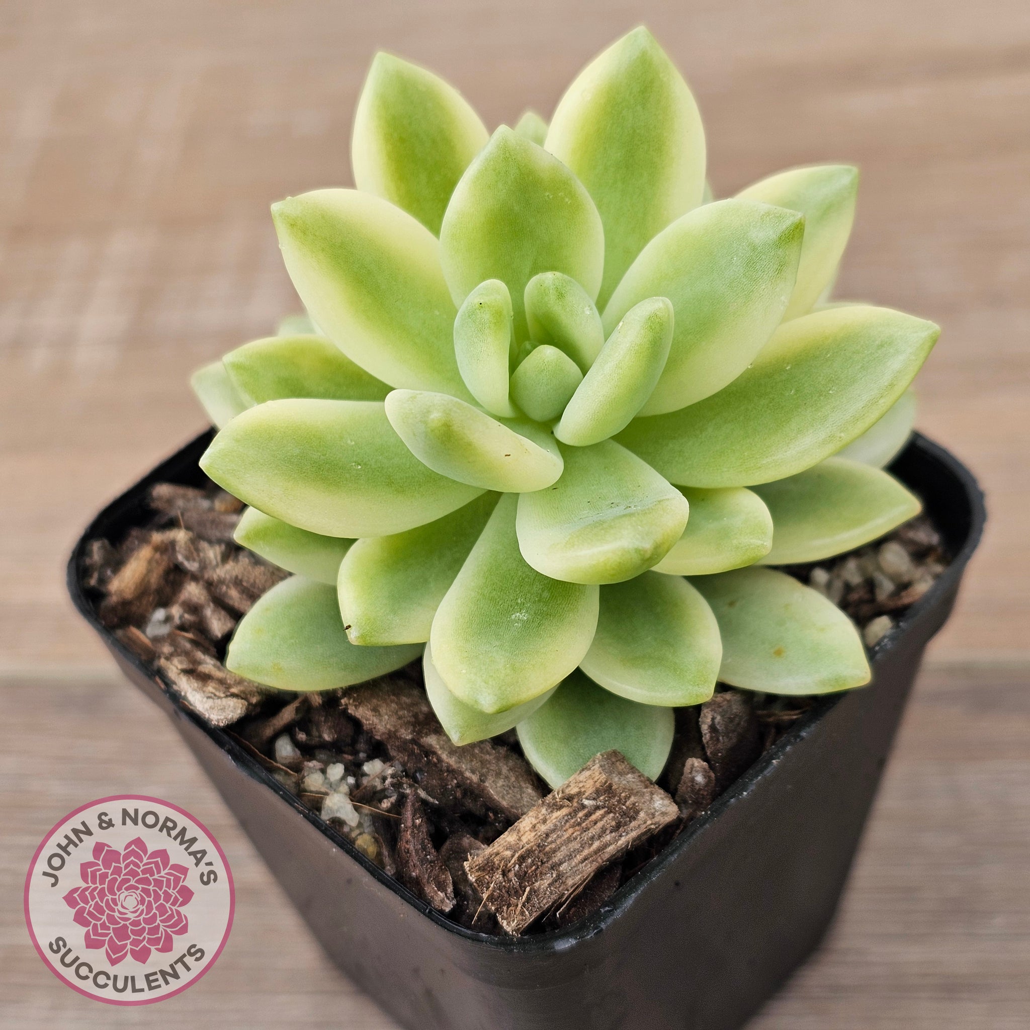 sedum variegata Buy Sedum 'Alice Evans' Variegata Australia