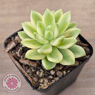 Sedum 'Alice Evans' Variegata