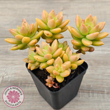 Load image into Gallery viewer, Sedum 'Alice Evans' (Large multi)

