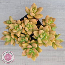 Load image into Gallery viewer, Sedum 'Alice Evans' (Large multi)
