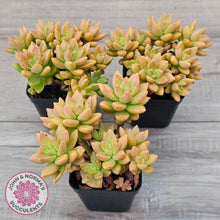 Load image into Gallery viewer, Sedum 'Alice Evans' (Large multi)

