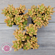 Load image into Gallery viewer, Sedum 'Alice Evans' (Large multi)
