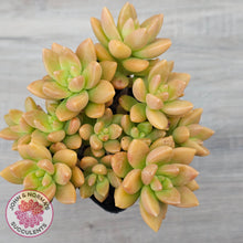 Load image into Gallery viewer, Sedum 'Alice Evans' (Large multi)
