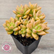 Load image into Gallery viewer, Sedum 'Alice Evans' (Large multi)
